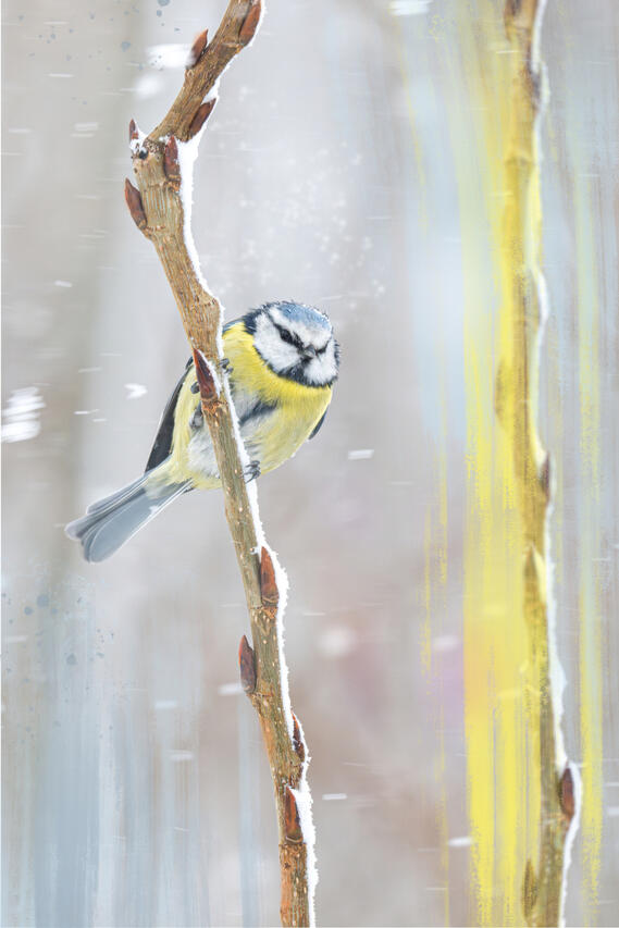 stampa su tela o fine art