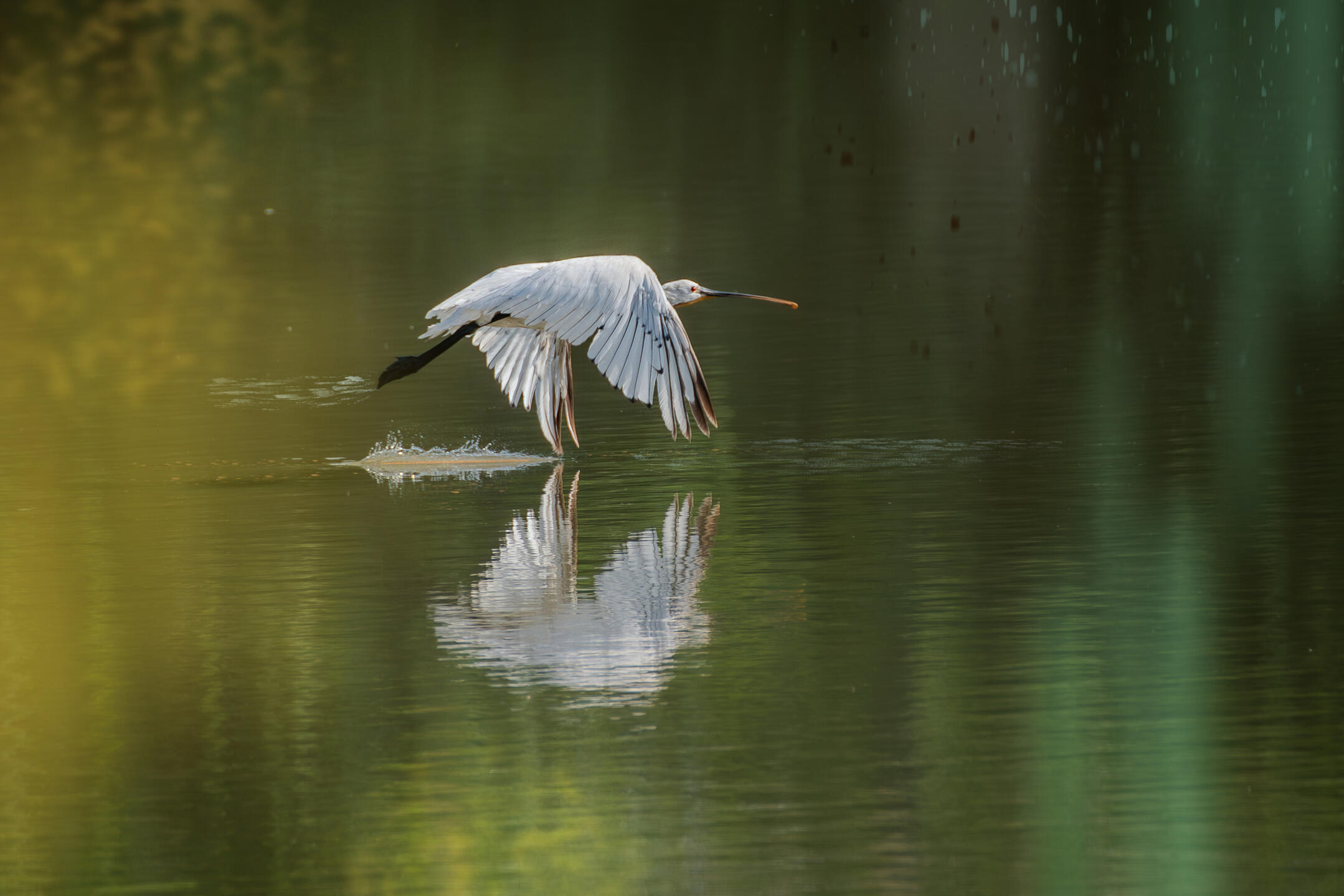 Airone spatola
